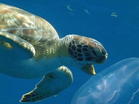 green turtle with jellyfish